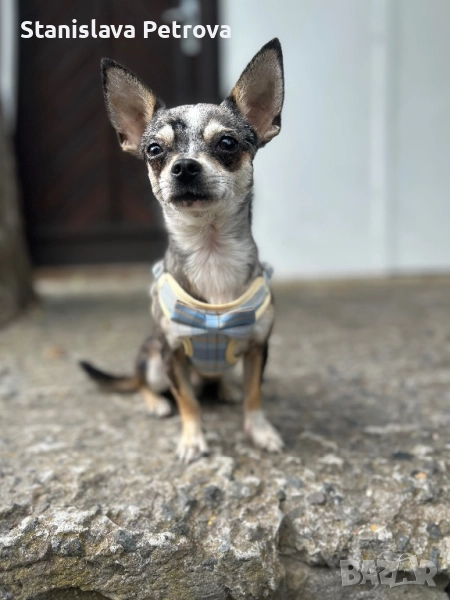 Чихуахуа за разплод , снимка 1