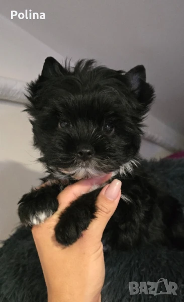 Черно йорки момче, снимка 1