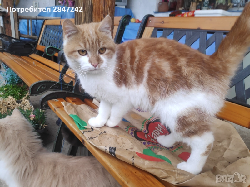 Подарявам котенца , снимка 1