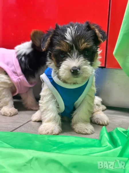 Мини йоркширски териер бийвър, снимка 1