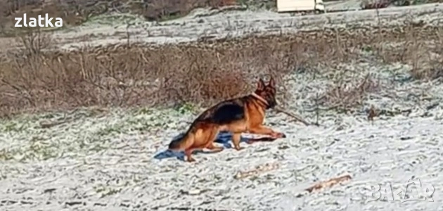 Продавам немска овчарка, снимка 1