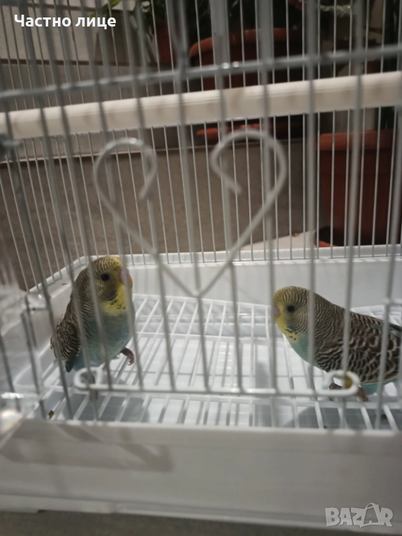 Вълнисти папагали , снимка 1