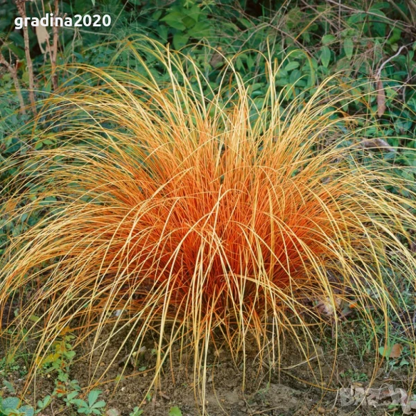 Карекс - Декоративна трева, снимка 1