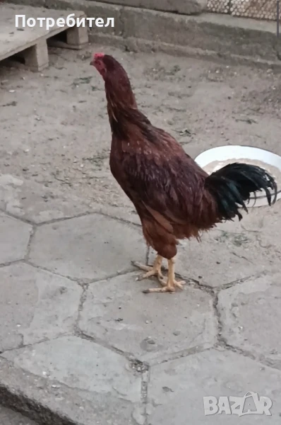 Петли и ярки Ексел, снимка 1