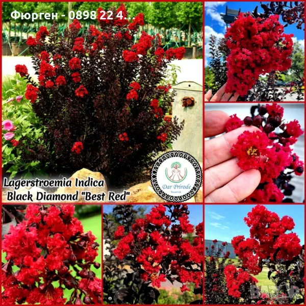 Индийски люляк Lagerstroemia indica Black Diamond Crimson red, снимка 1