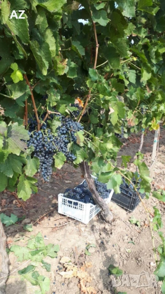 Грозде Хамбургски мискет, снимка 1