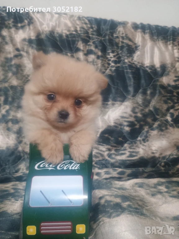 Свободно момче померанче, снимка 1