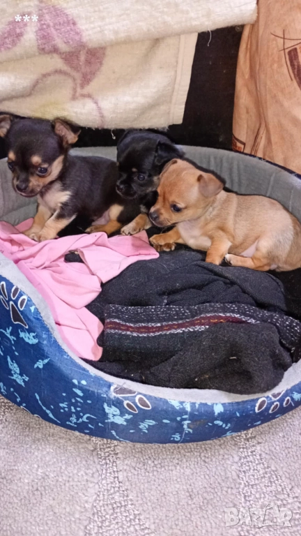 Продавам чихупинчерчета, снимка 1