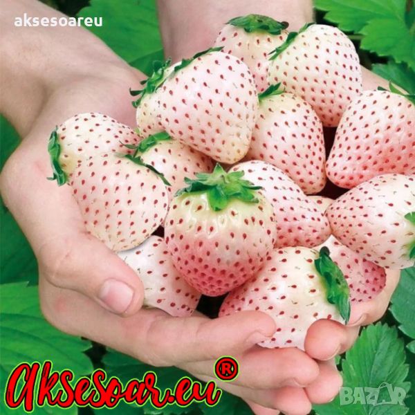 100 семена от плод бяла ягода органични плодови ягодови семена от вкусни ягоди отлични плодове с мно, снимка 1