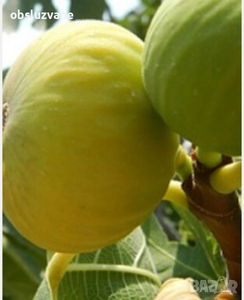 Резници бяла смокиня, снимка 1