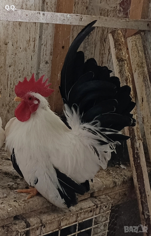 Чифт Шабо, снимка 1