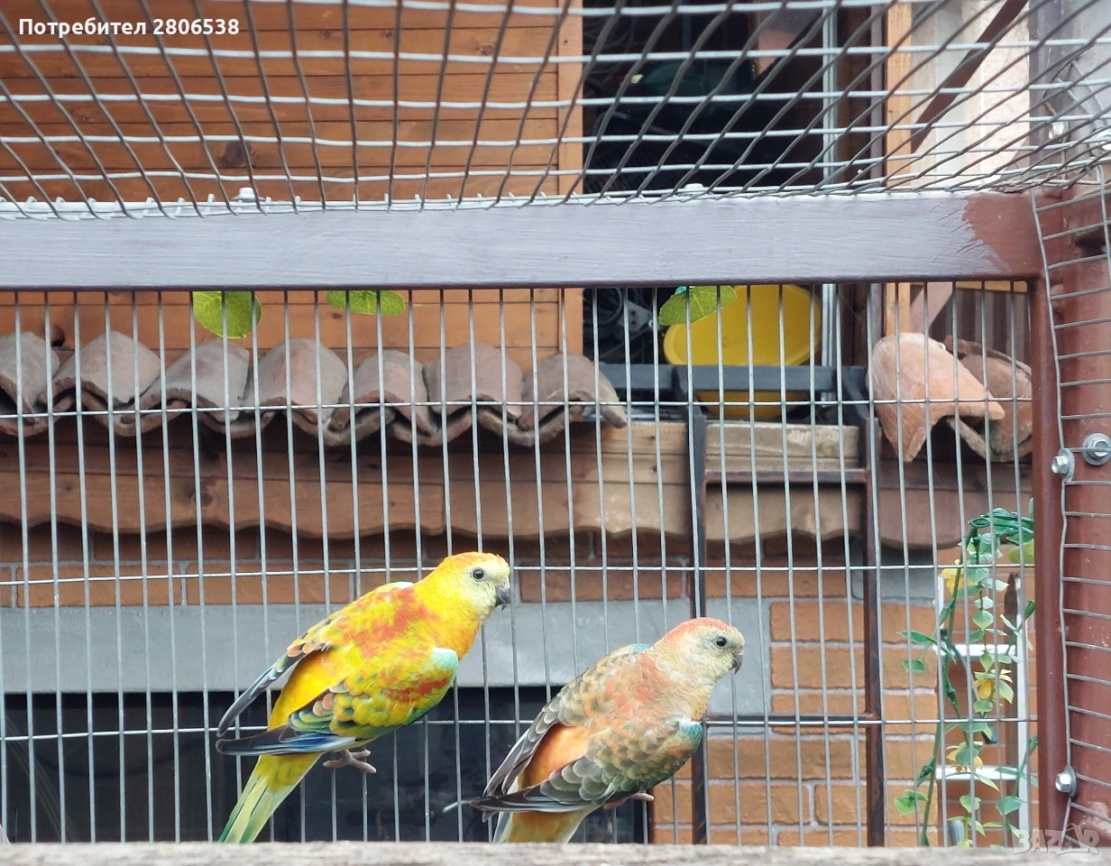 Пойни Папагали , снимка 1