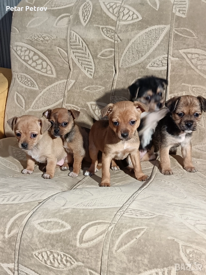 мини чиху пинчер , снимка 1