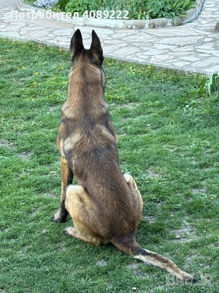 Малиноа ( Malinois) мъжки за разплод , снимка 1