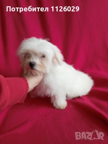 Малтийска болонка 