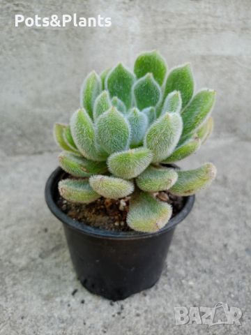 сукуленти/succulents, снимка 1 - Градински цветя и растения - 46492259