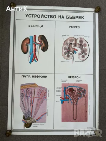 Комплект Соц Учебни Медицински Плакати, снимка 7 - Антикварни и старинни предмети - 49942165
