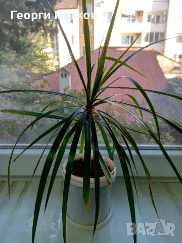 Драцена Маргината / Dracaena marginata. , снимка 3 - Стайни растения - 48000762