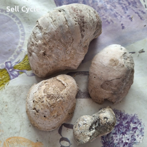 ✅ФОСИЛИ - СТРИДИ - ПРОВАДИЯ❗