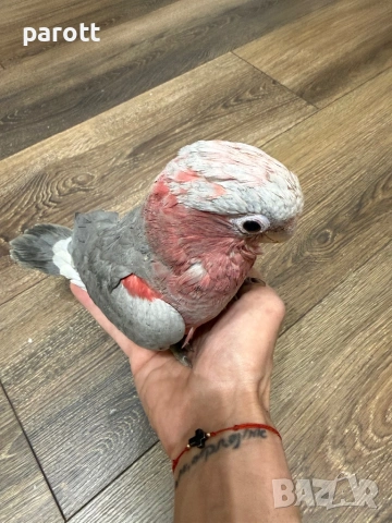 Ръчно хранено Розово Какаду, снимка 5 - Папагали - 53982160