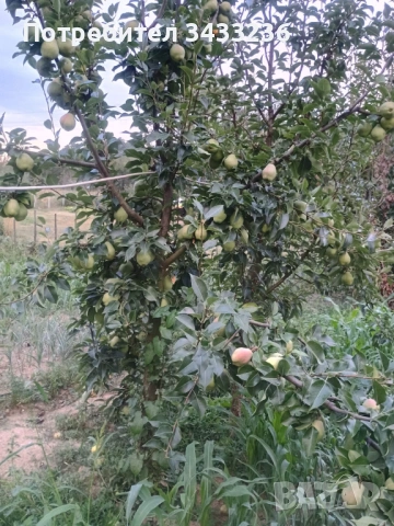Овощни дръвчета Круша, снимка 4 - Градински цветя и растения - 53960645
