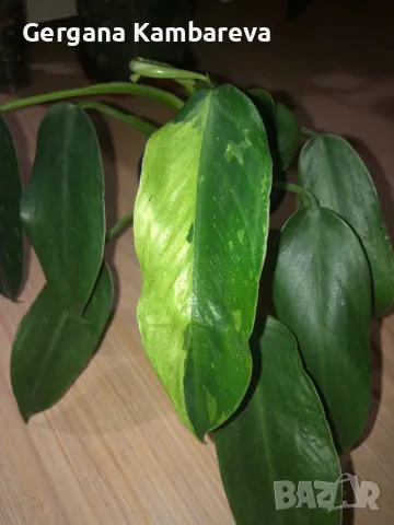 Philodendron Jose Buono , снимка 1 - Стайни растения - 48082623