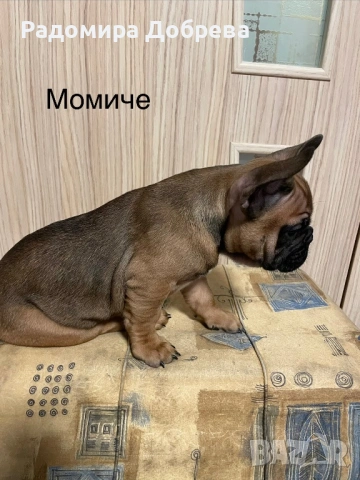 Френски булдог