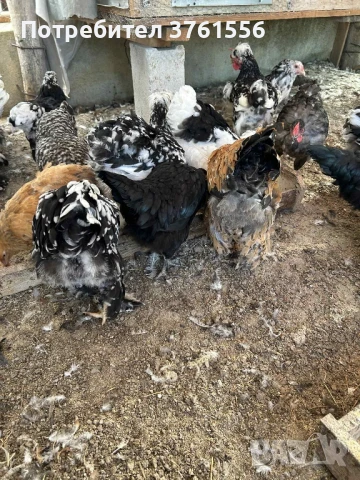 млади ярки и петлета, снимка 10 - Кокошки и пуйки - 51394383