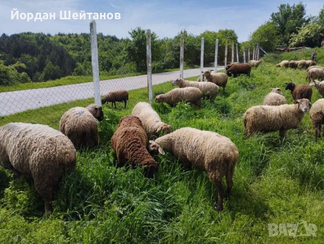 Овце с кочове Мутон Шароле, снимка 6 - Овце - 45649549
