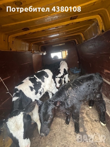 Свободни сукалчета мъжки, снимка 3 - Крави - 52832427