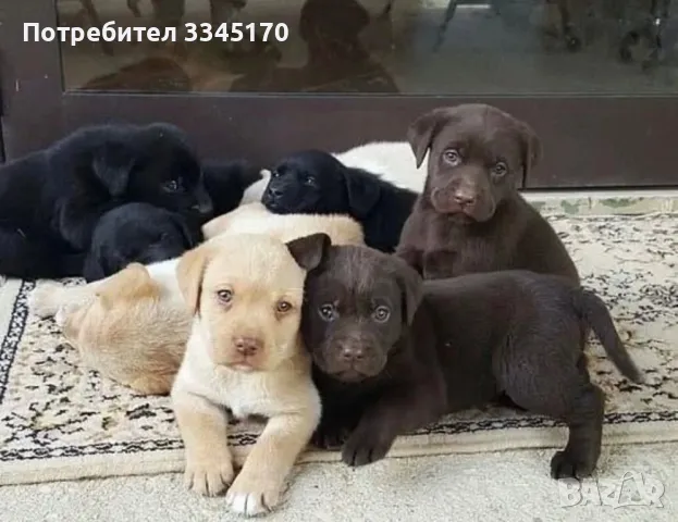 Лабрадор мъжки и женски Labrador , снимка 1 - Лабрадор ретривър - 48638846