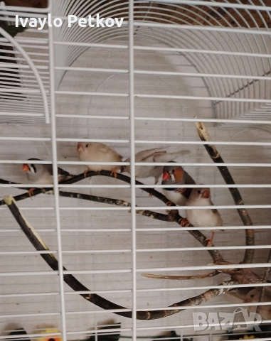 Зеброви амадини