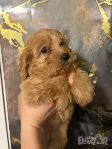 Кокер шпаньол , снимка 4 - Кокер шпаньол - 53663768