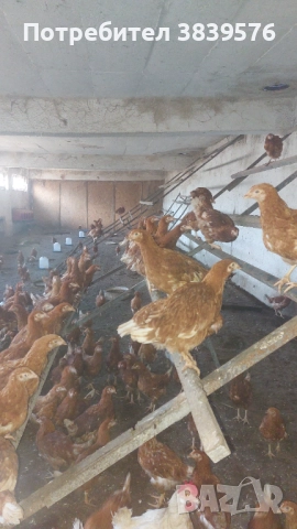 Пилета Ярки Кокошки