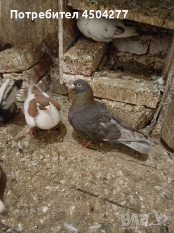 Свободни гълъби, снимка 14 - Гълъби - 50677179