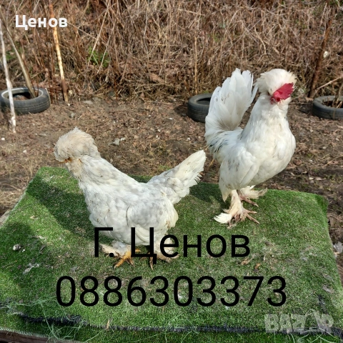 Чифтове струмски бантам, снимка 4 - други­ - 49315454