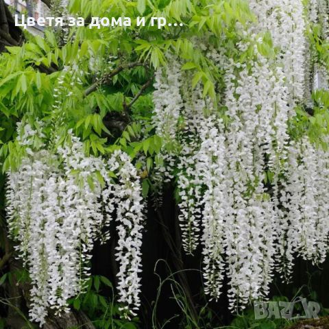 WISTERIA SINENSIS  (Китайска Вистерия - Глициния), снимка 5 - Разсади - 46652561