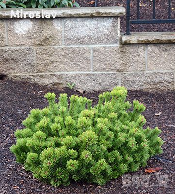 Джуджевиден Клек / Pinus mugo pumilio, снимка 3 - Градински цветя и растения - 45556912