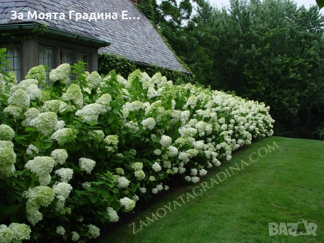 Хортензия паникулата limelight, снимка 4 - Градински цветя и растения - 53624095