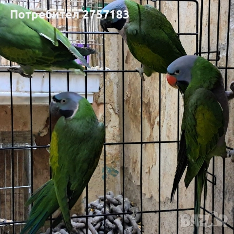 продавам китаиски александар, снимка 4 - Папагали - 53402086