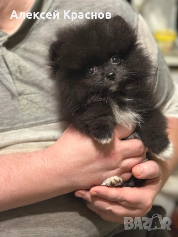 микро померан, снимка 4 - Померан - 53150475