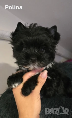 Черно йорки момче