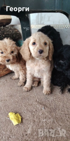 Кокер х Лагото - кученца