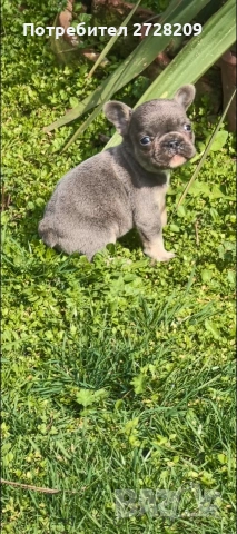 Френски булдог Блу Тан/French Bulldog Blue Tan , снимка 10 - Френски булдог - 53684413