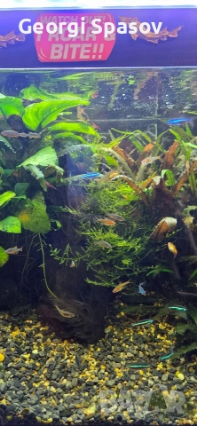 Продавам 110 л.аква с шкаф и всичко, снимка 4 - Рибки - 54024717