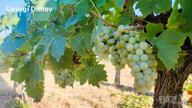 Продавам грозде Мускат Отонел, снимка 1