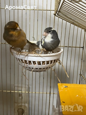 Двойка канари, снимка 3 - Канари - 54189635