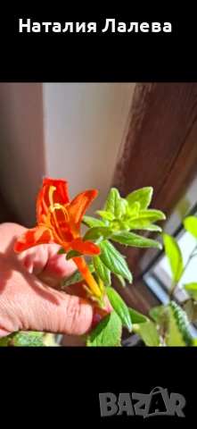 Колумнея, columnea orange sherbet