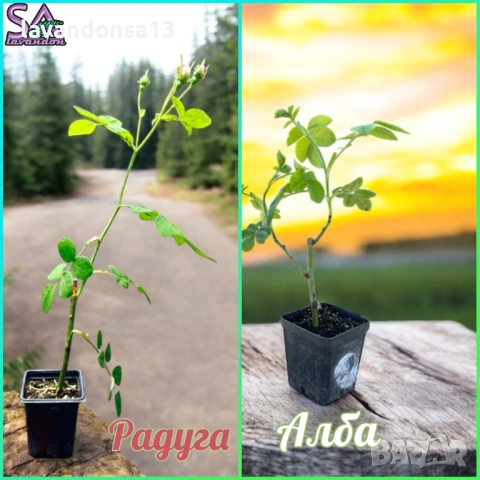 🪻 Разсад Лавандула Севтополис и Лавандин | Туфички и Оформени храсти, снимка 13 - Други - 35959231