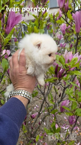 Готови за нов дом померанчета, снимка 5 - Померан - 54211908